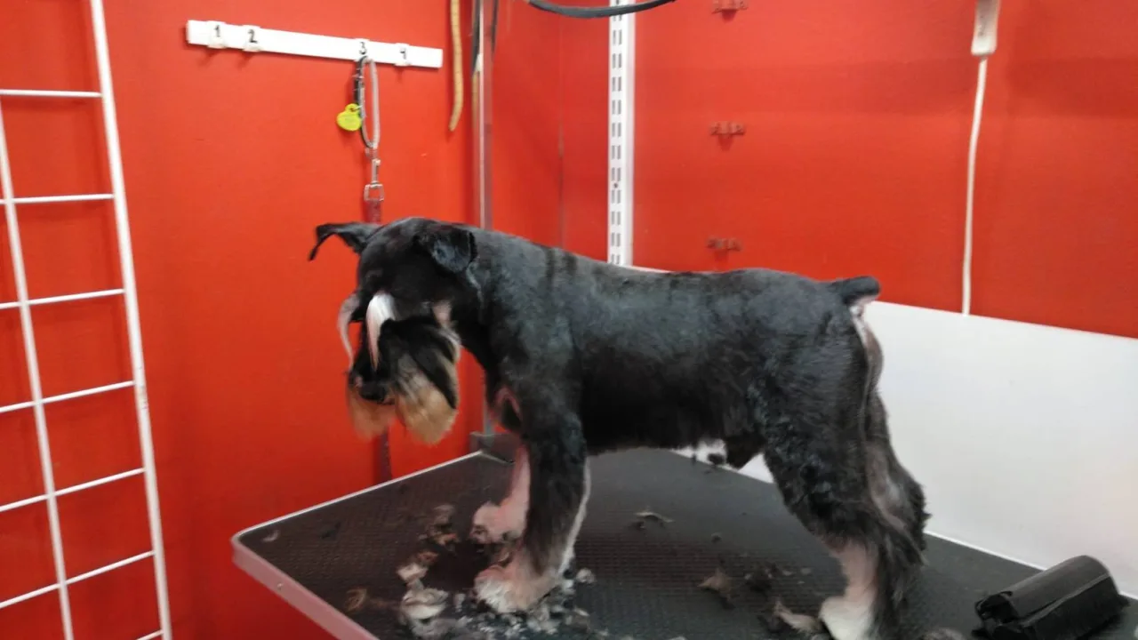 Peluquería Canina Patitas