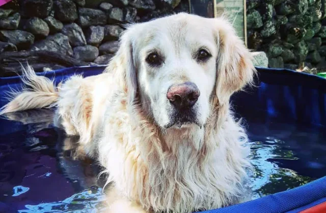 Guardería Canina Elacan
