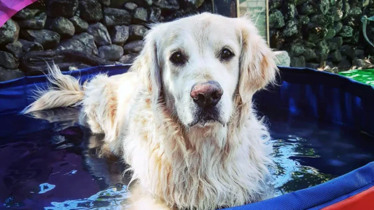 Guardería Canina Elacan