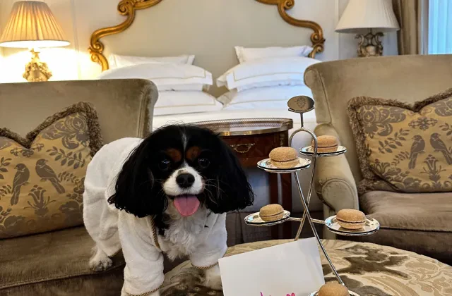 Alojarse con perro: cómo leer la política canina de un hotel (y las preguntas que hay que hacer antes de reservar)