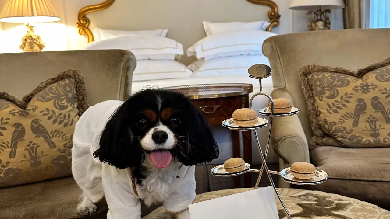 Alojarse con perro: cómo leer la política canina de un hotel (y las preguntas que hay que hacer antes de reservar)