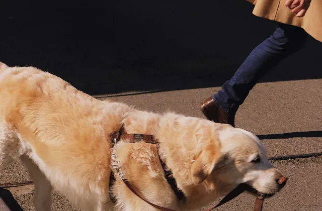 La Ley 7/2023 de bienestar animal explicada para dueños de perro: lo que ya es obligatorio, lo que sigue pendiente y las multas