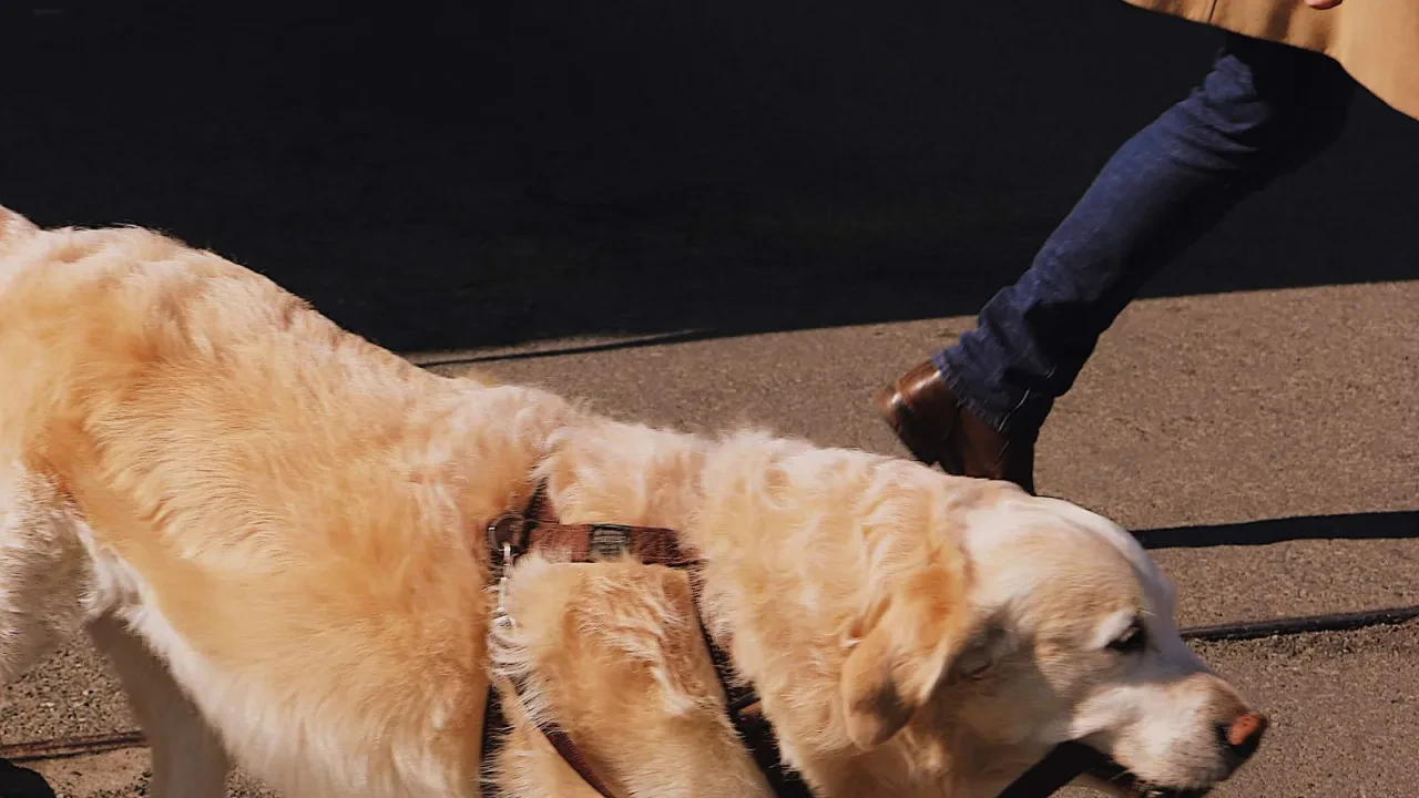 La Ley 7/2023 de bienestar animal explicada para dueños de perro: lo que ya es obligatorio, lo que sigue pendiente y las multas