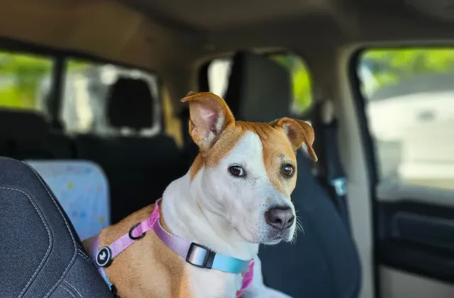 Con perro en el coche: normativa, multas de la DGT y cómo llevarlo bien sujeto