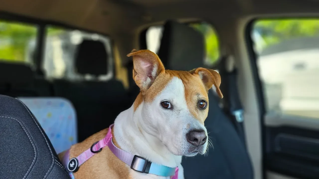 Con perro en el coche: normativa, multas de la DGT y cómo llevarlo bien sujeto
