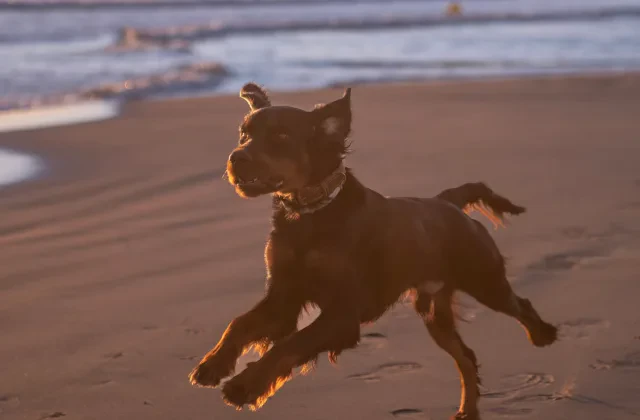 Perros en la playa en España: qué dice la ley y qué decide cada ayuntamiento