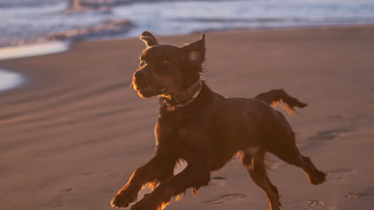 Perros en la playa en España: qué dice la ley y qué decide cada ayuntamiento