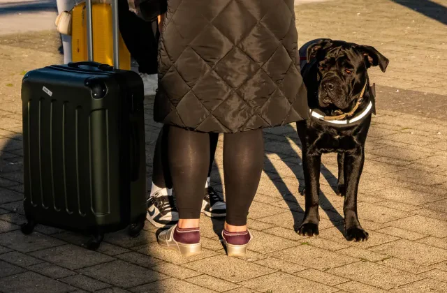 Viajar con perro a Portugal, Francia y el resto de Europa: pasaporte europeo, chip, rabia y lo que pide cada país
