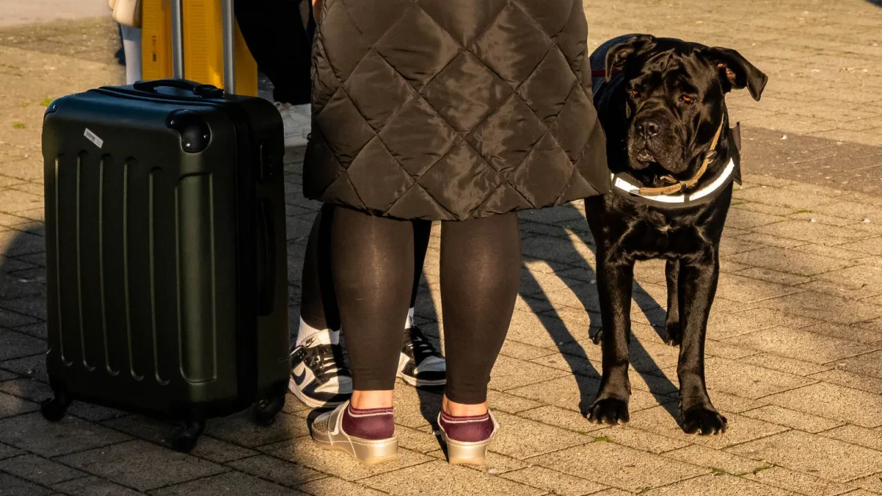 Viajar con perro a Portugal, Francia y el resto de Europa: pasaporte europeo, chip, rabia y lo que pide cada país