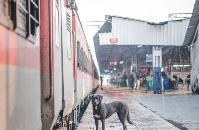 Viajar en tren con perro en España: Renfe, Ouigo e Iryo, con precios y condiciones (2026)