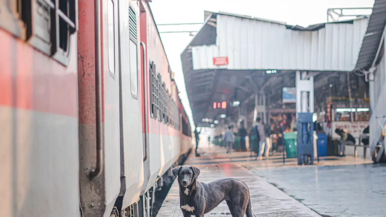 Viajar en tren con perro en España: Renfe, Ouigo e Iryo, con precios y condiciones (2026)