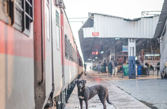 Viajar en tren con perro en España: Renfe, Ouigo e Iryo, con precios y condiciones (2026)
