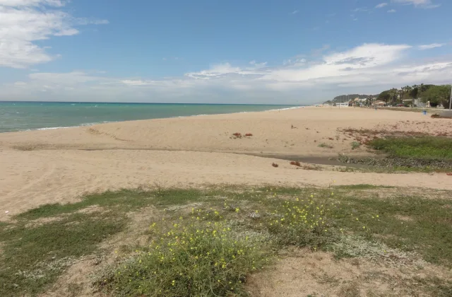 Platja de gossos del Poblenou (Pineda de Mar)