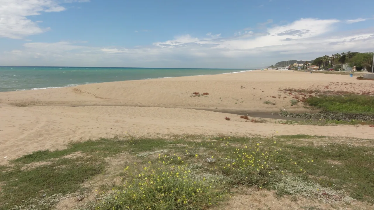 Platja de gossos del Poblenou (Pineda de Mar)